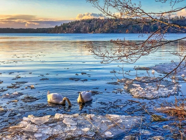 Cygnes sur la glace d'un lac au coucher du soleil, créant une scène paisible et pittoresque.