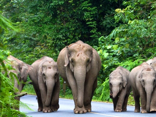  Des éléphants marchent sur une route au cœur de la jungle, entourés de végétation luxuriante.